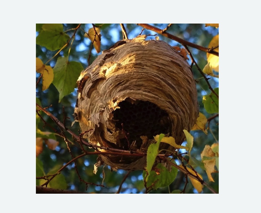 Обработка от шершней Улица Горчакова метро Москвы