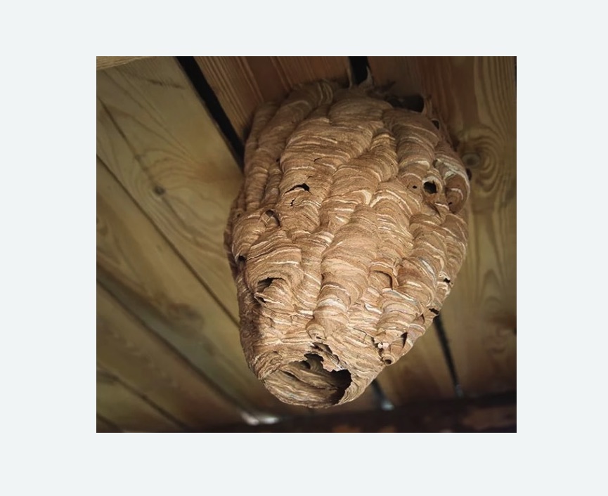 обработка от шершней Улица Горчакова метро Москвы