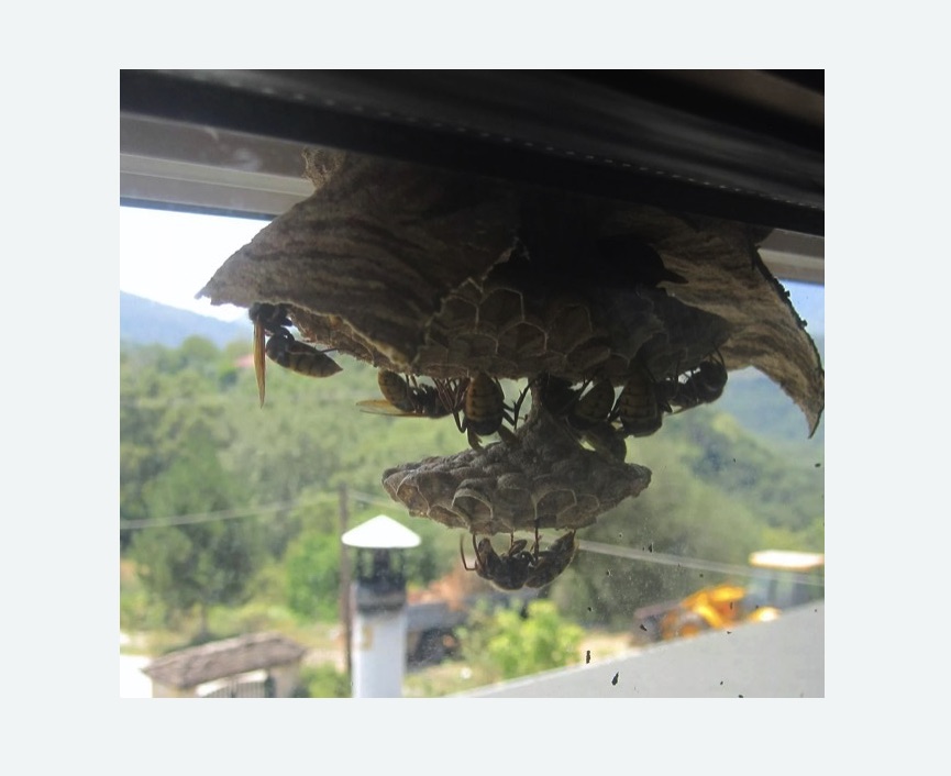 Уничтожение гнёзд шершней Улица Горчакова метро Москвы