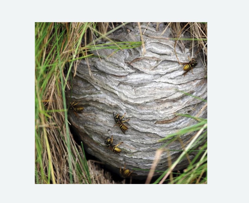 Уничтожение ос и ульев Уничтожение ос и ульев Улица Горчакова метро Москвы